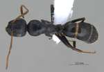 Camponotus gestroi Emery, 1878 dorsal