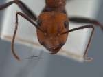 Camponotus irritabilis Smith, 1857 frontal