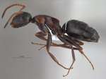 Camponotus kurdistanicus Emery, 1898 lateral