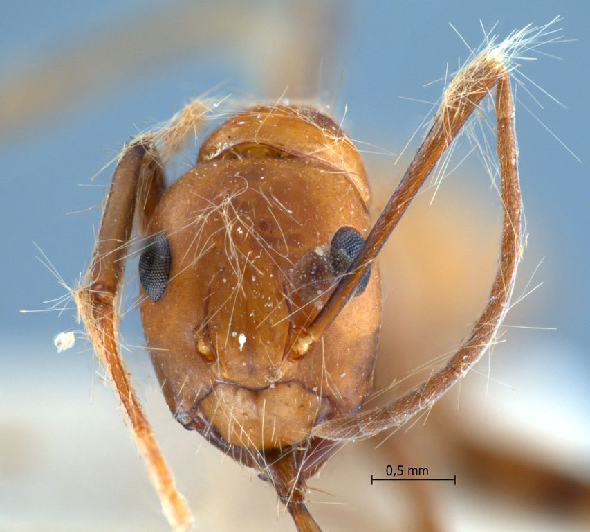 Foto Camponotus nicobarensis Mayr, 1865 frontal