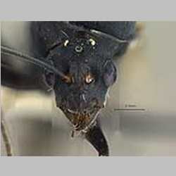 Camponotus parius Emery, 1889 frontal