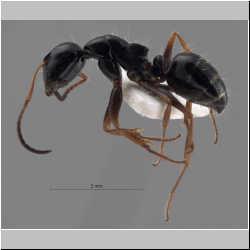 Camponotus piceus (Leach, 1825) lateral