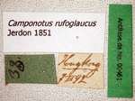 Camponotus rufoglaucus Jerdon, 1851 Label