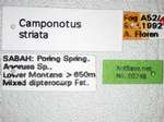 Camponotus striatipes Dumpert, 1995 Label