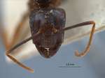Camponotus tenuipes Smith, 1857 frontal