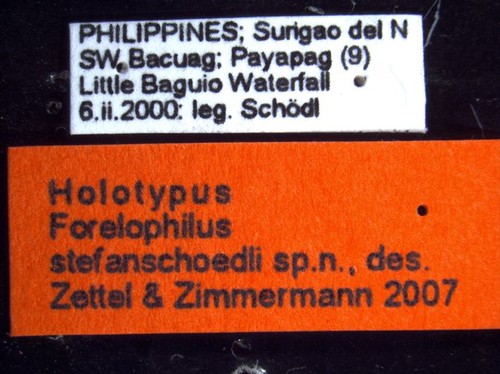 Camponotus stefanschoedli minor Zettel & Zimmermann, 2007 Label