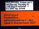 Camponotus stefanschoedli minor Zettel & Zimmermann, 2007 Label