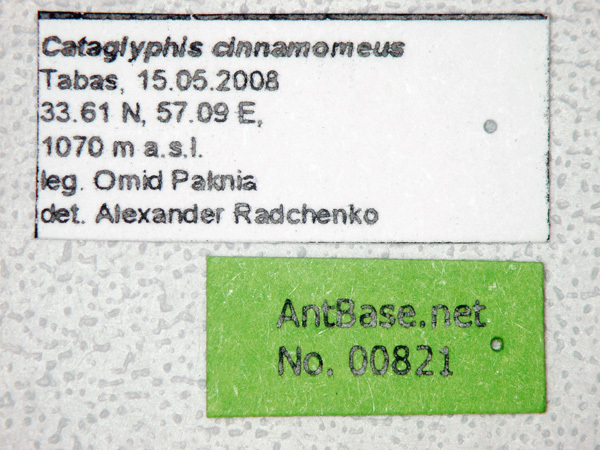 Foto Cataglyphis cinnamomeus Karavaiev, 1910 Label