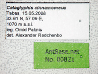 Cataglyphis cinnamomeus Karavaiev, 1910 Label