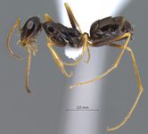 Cataglyphis cinnamomeus Karavaiev, 1910 lateral