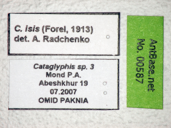 Foto Cataglyphis isis Forel, 1913 Label