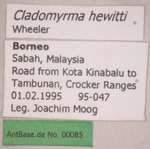 Cladomyrma hewitti Wheeler, 1910 Label