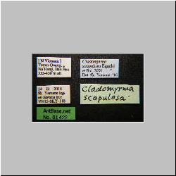Cladomyrma scopulosa Eguchi, 2005 Label