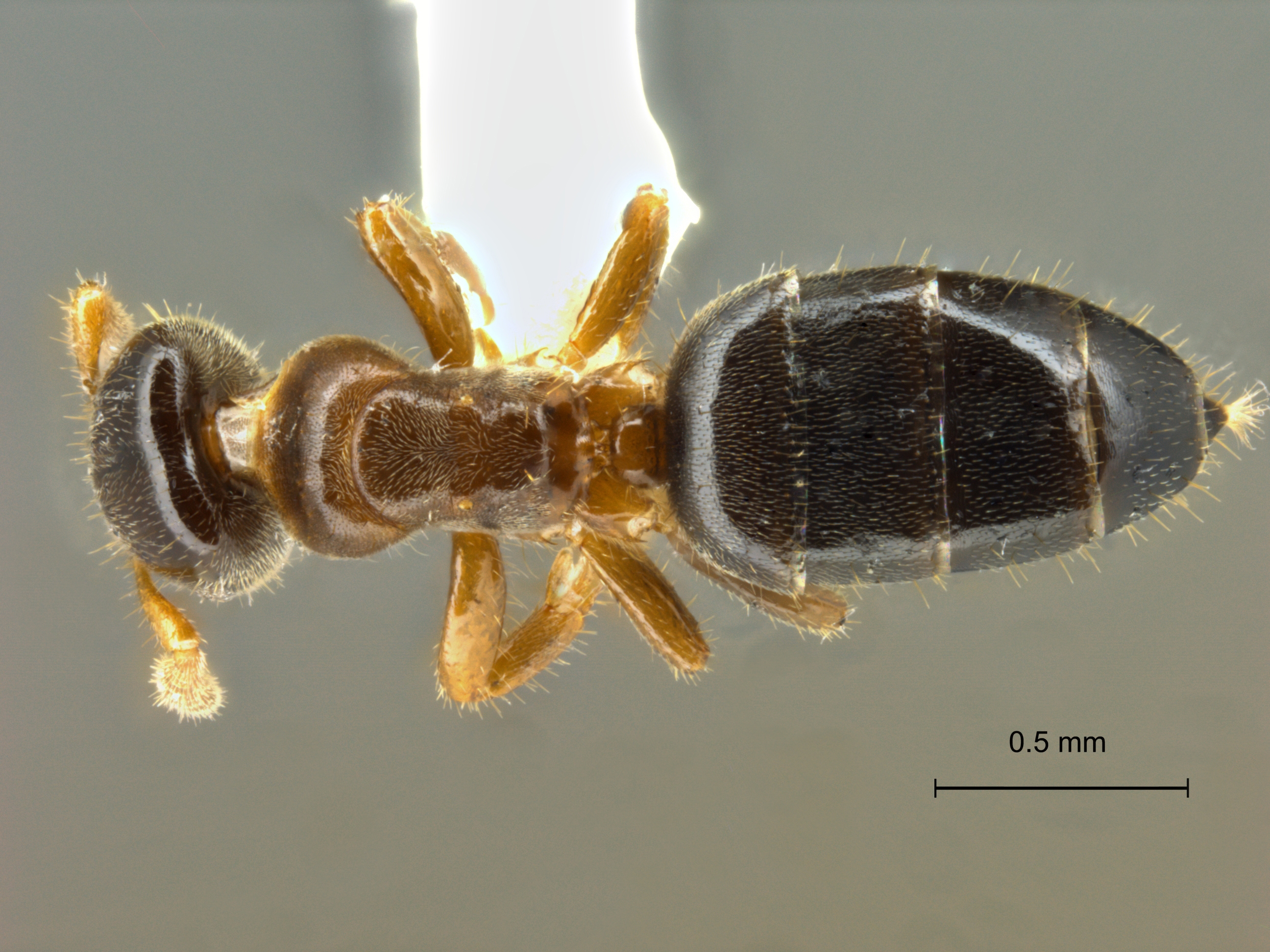 Foto Cladomyrma sirindhornae Jaitrong, Laedprathom et Yamane, 2013 dorsal