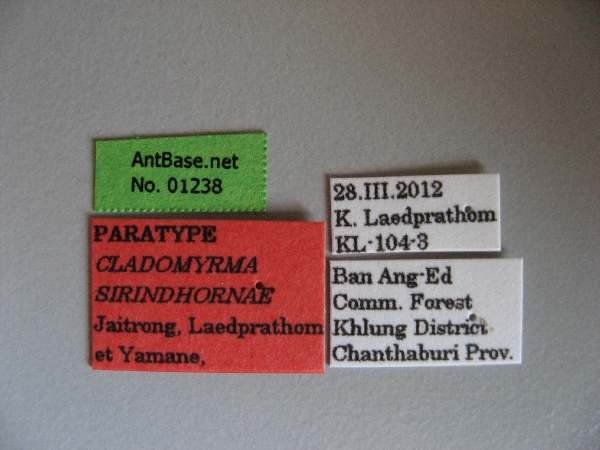 Foto Cladomyrma sirindhornae Jaitrong, Laedprathom et Yamane, 2013 Label