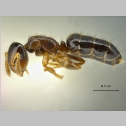 Cladomyrma sirindhornae Jaitrong, Laedprathom et Yamane, 2013 lateral