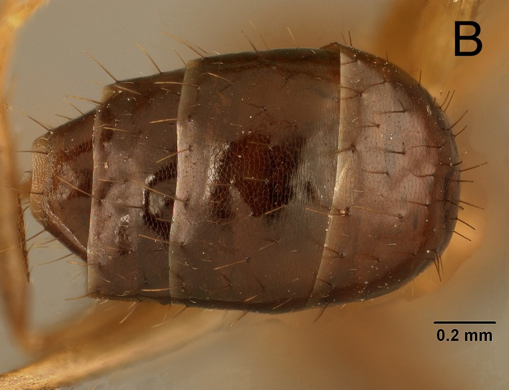 Foto Euprenolepis wittei LaPolla, 2009 dorsal