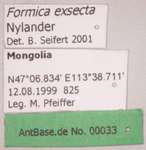 Formica exsecta Nylander, 1846 Label