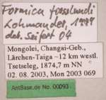 Formica forsslundi Lohmander, 1949 Label