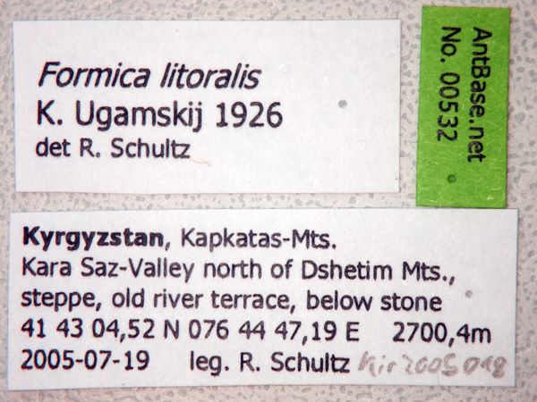 Foto Formica litoralis K. Ugamskij, 1926 Label