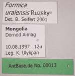 Formica uralensis Ruzsky, 1895 Label