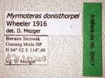Myrmoteras donisthorpei Wheeler, 1916 Label