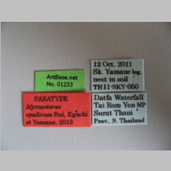 Myrmoteras opalinum Eguchi et Yamane, 2013 Label