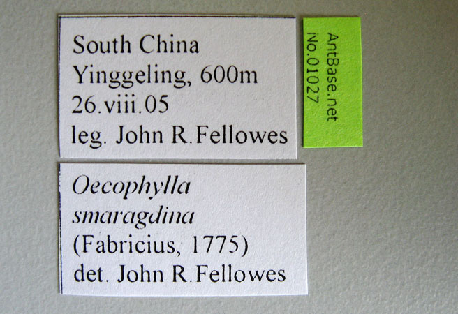 Oecophylla smaragdina Fabricius, 1775 Label