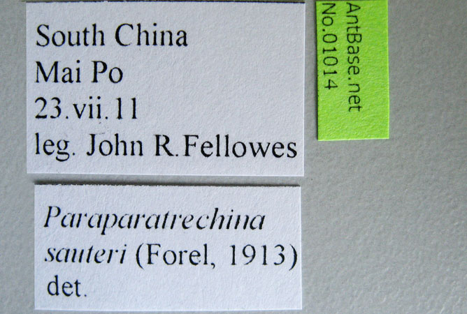 Paraparatrechina sauteri Forel, 1913 Label