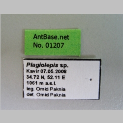 Plagiolepis sp. Label