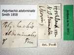 Polyrhachis abdominalis Smith, 1858 Label