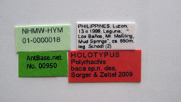 Polyrhachis baca Sorger & Zettel, 2009 Label