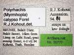 Polyrhachis calypso Forel, 1911 Label