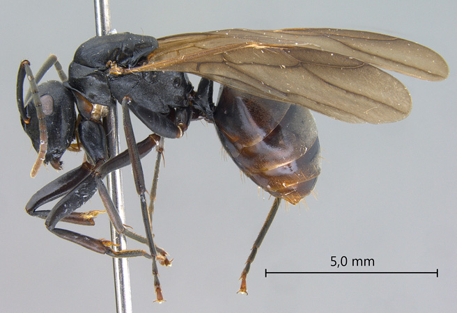 Polyrhachis equina Smith, 1857 lateral