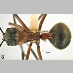 Polyrhachis erosispina Emery, 1980 dorsal