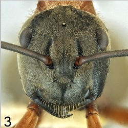 Polyrhachis erosispina Emery, 1980 frontal