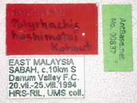Polyrhachis hashimotoi Kohout, 2007 Label
