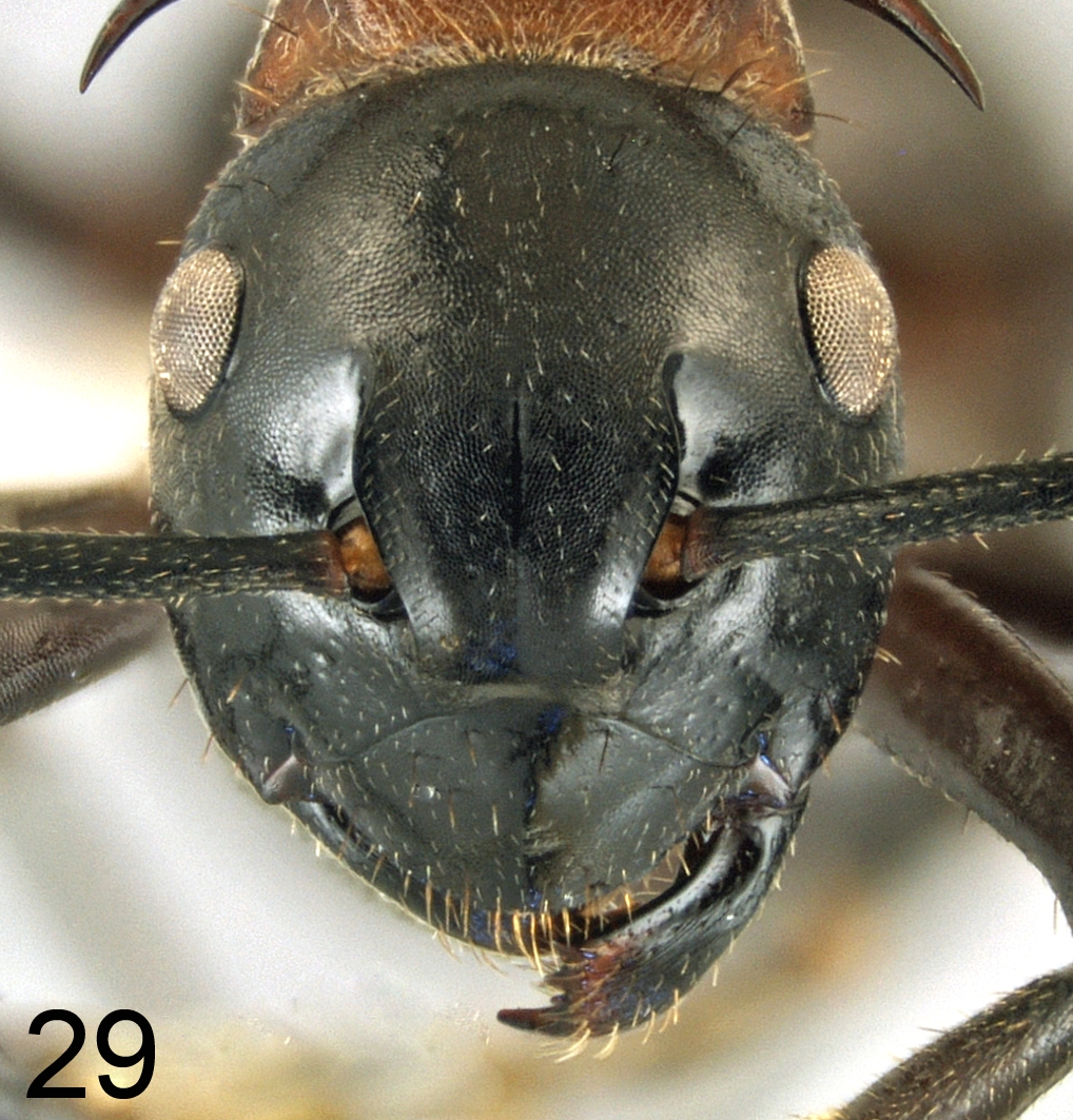 Foto Polyrhachis lamellidens Fr. Smith, 1875 frontal