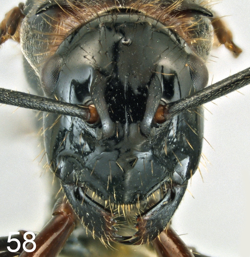 Foto Polyrhachis lamellidens Fr. Smith, 1875 frontal
