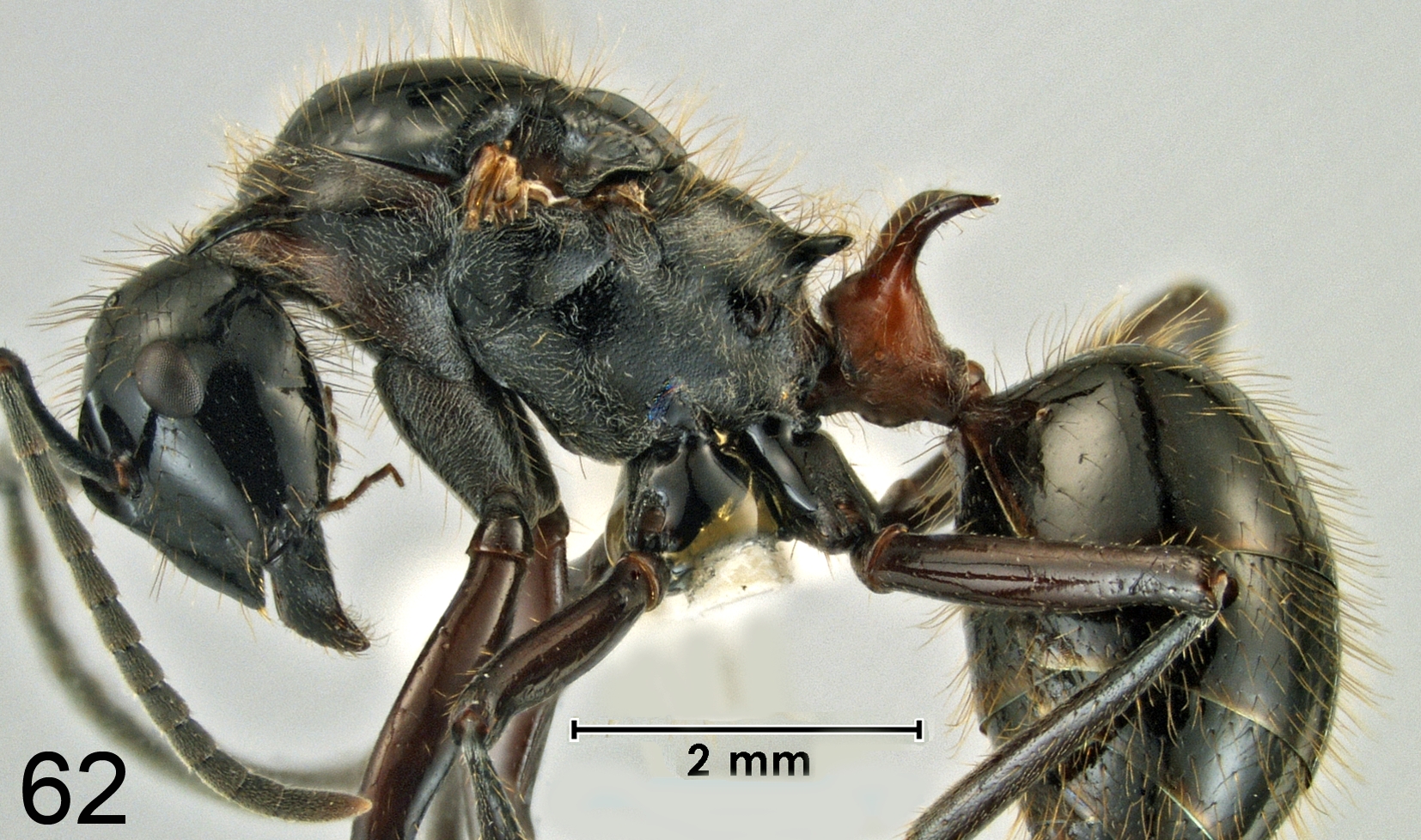 Foto Polyrhachis lamellidens Fr. Smith, 1875 lateral