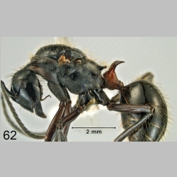 Polyrhachis lamellidens Fr. Smith, 1875 lateral