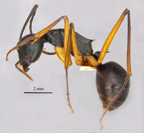 Polyrhachis macropus Wheeler, 1915 lateral