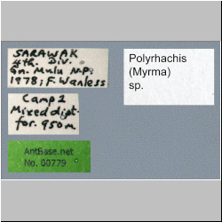 Polyrhachis (Myrma) sp. a Label
