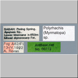 Polyrhachis (Myrmatopa) sp. b Label