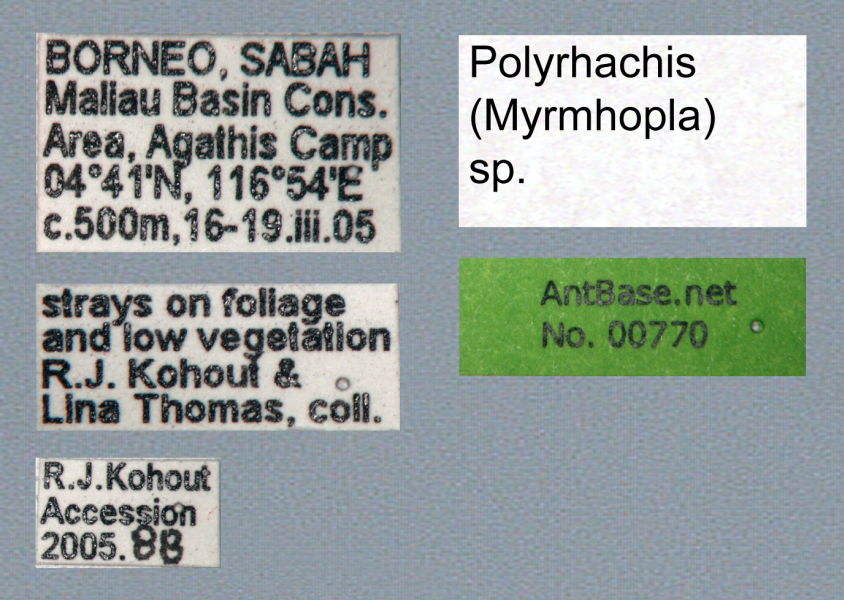 Foto Polyrhachis (Myrmhopla) sp. b Label