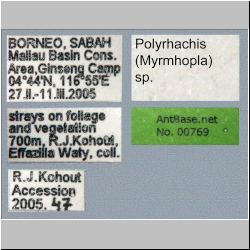 Polyrhachis (Myrmhopla) sp. a Label