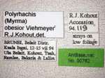 Polyrhachis obesior Viehmeyer, 1916 Label