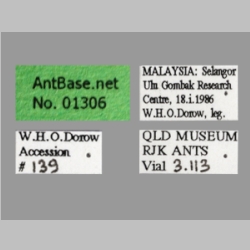 Polyrhachis olybria Forel, 1912 Label