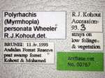 Polyrhachis personata Wheeler, 1919 Label