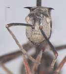Polyrhachis proxima Roger, 1863 frontal